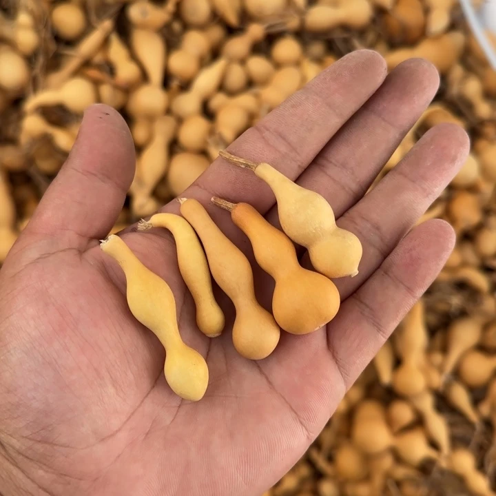 猫**@lvtxutututuwyz