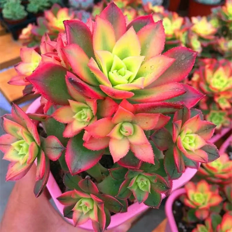 艳日辉法师【凑满15包邮】