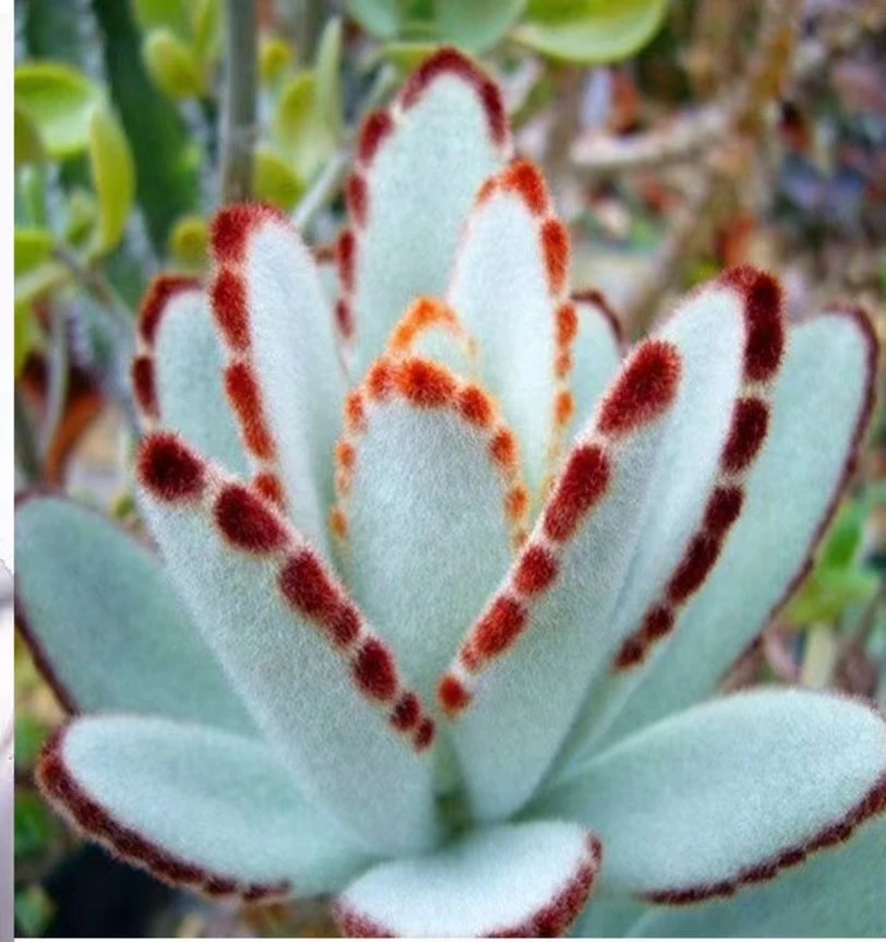 《凑满15包邮》月兔耳多肉-发货以直播间展示为准