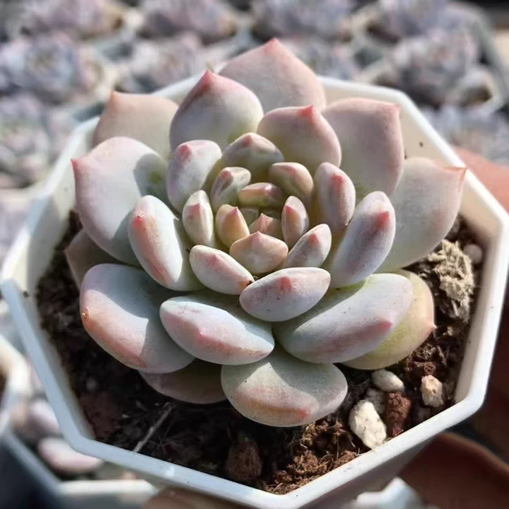 《凑满15包邮》星星橙多肉植物发货~以直播间展示为准