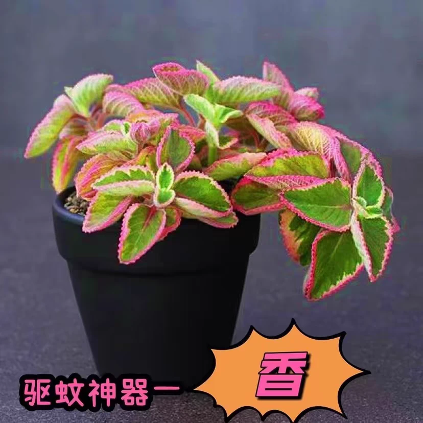 《凑满15包邮》香菲锦碰碰香多肉发货以直播间展示为准