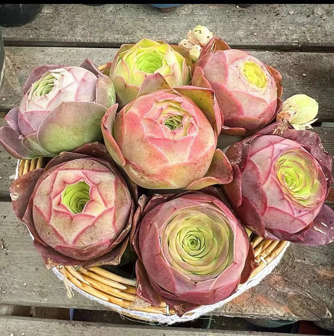 拇指杯潘多拉玫瑰