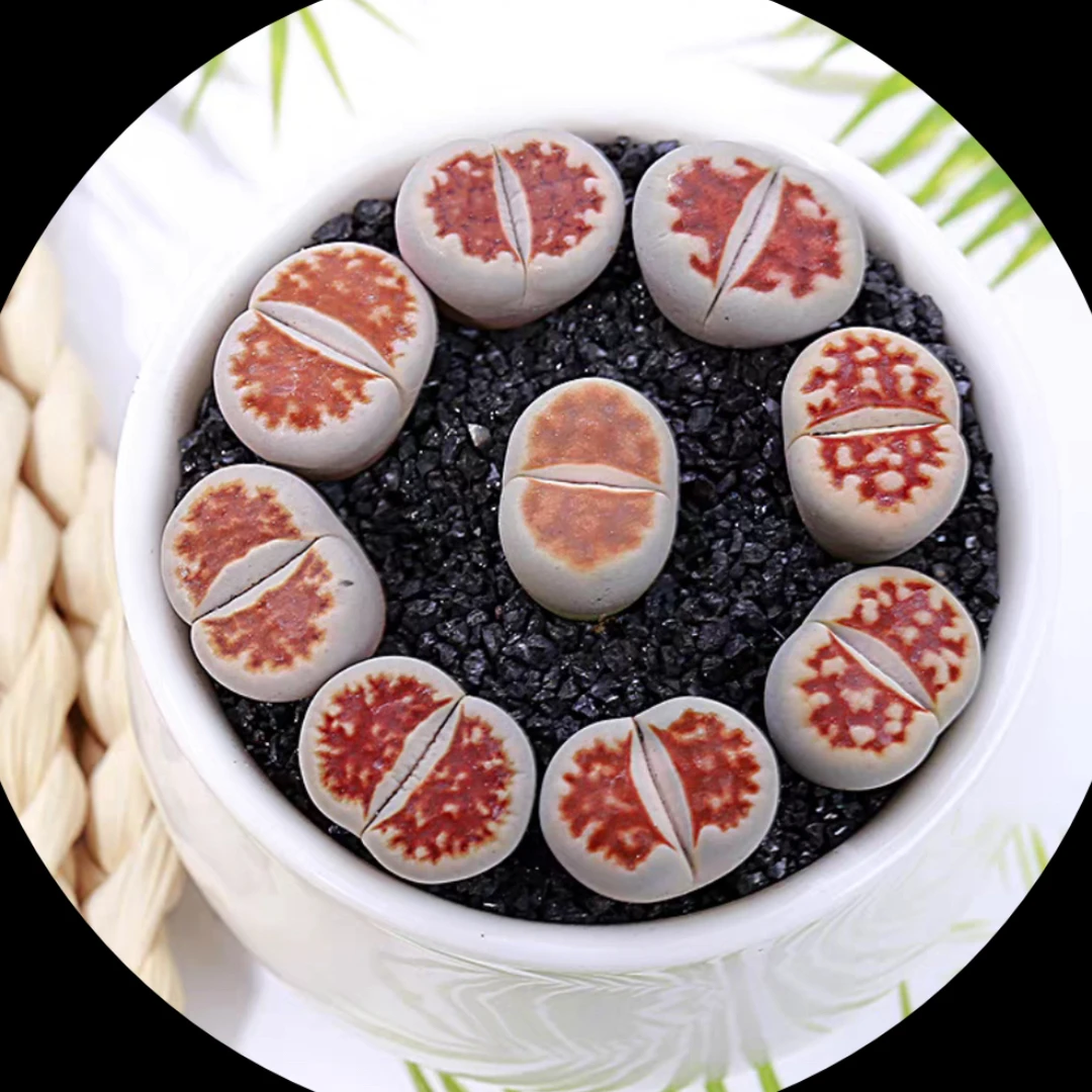 红窗玉母本生石花裸根多肉