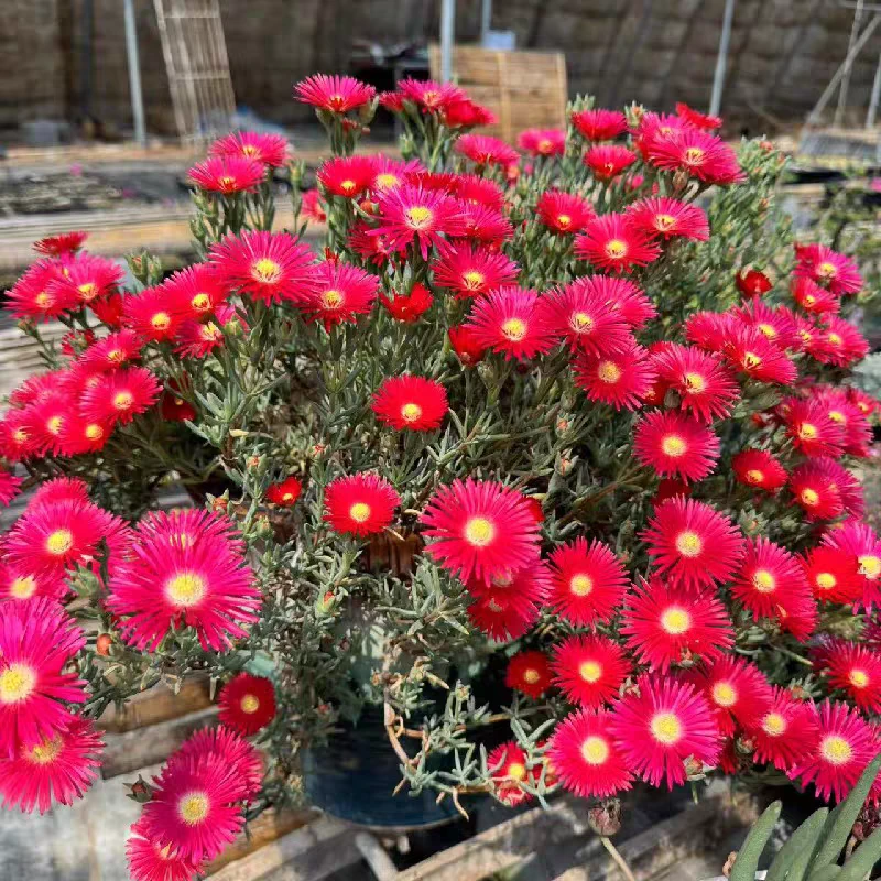 龙须海棠多肉植物《凑满15包邮》