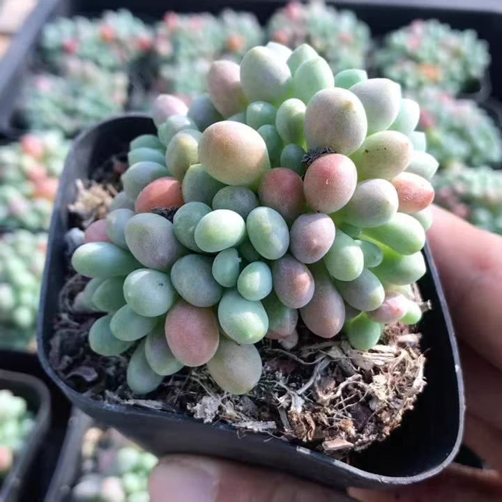 《凑满15包邮》稀有鱼子酱发货~以直播间展示为准