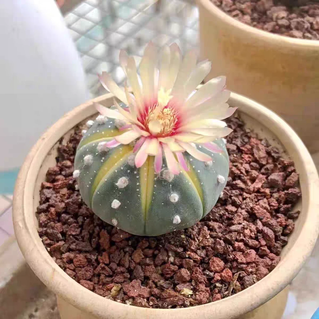 小南瓜仙人球多肉植物-凑满15包邮