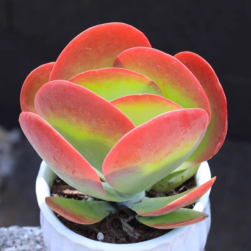 唐印多肉植物-发货以直播间展示为准