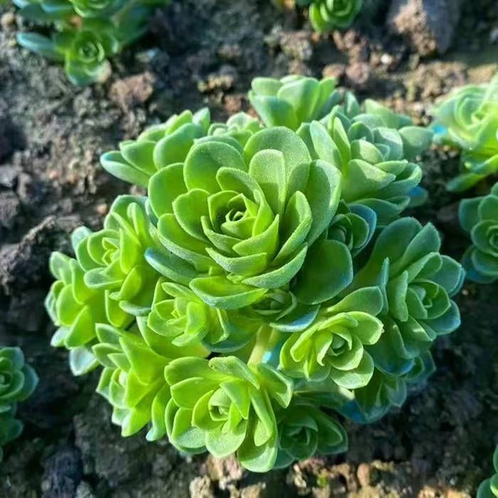 新山地玫瑰多肉植物带盆土