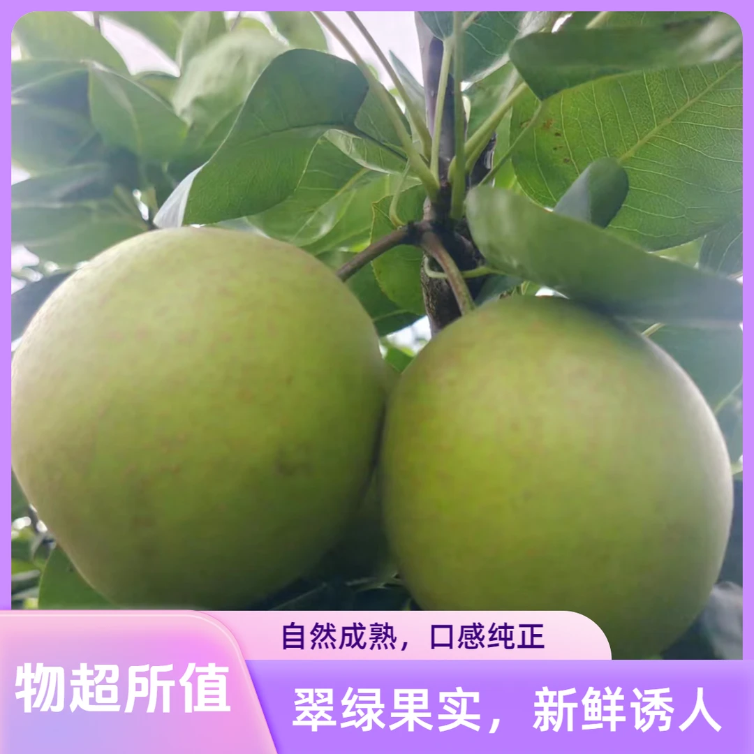 鑫聚丰【翠冠梨】上海崇明果园新上市现采现发！夏季可口水果