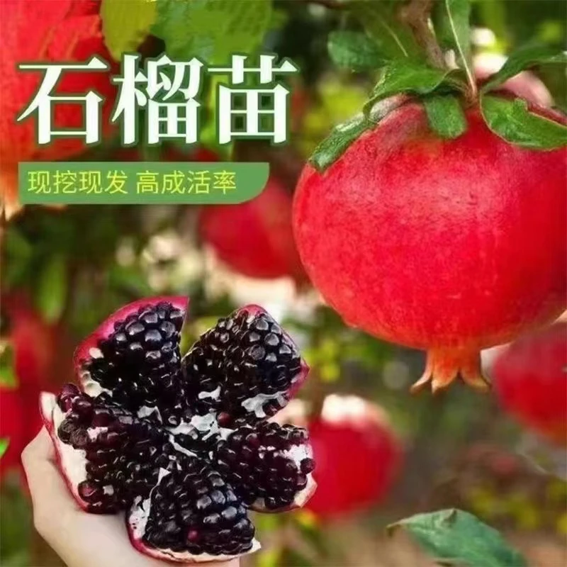 石榴树苗突尼斯软籽石榴树树苗特大盆栽地栽带土庭院南方北方种植