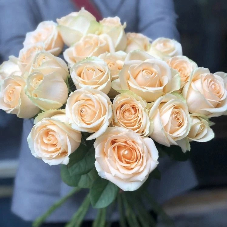 蜜桃雪山玫瑰月季扦插苗香槟色玫瑰花大花大切花香槟玫瑰