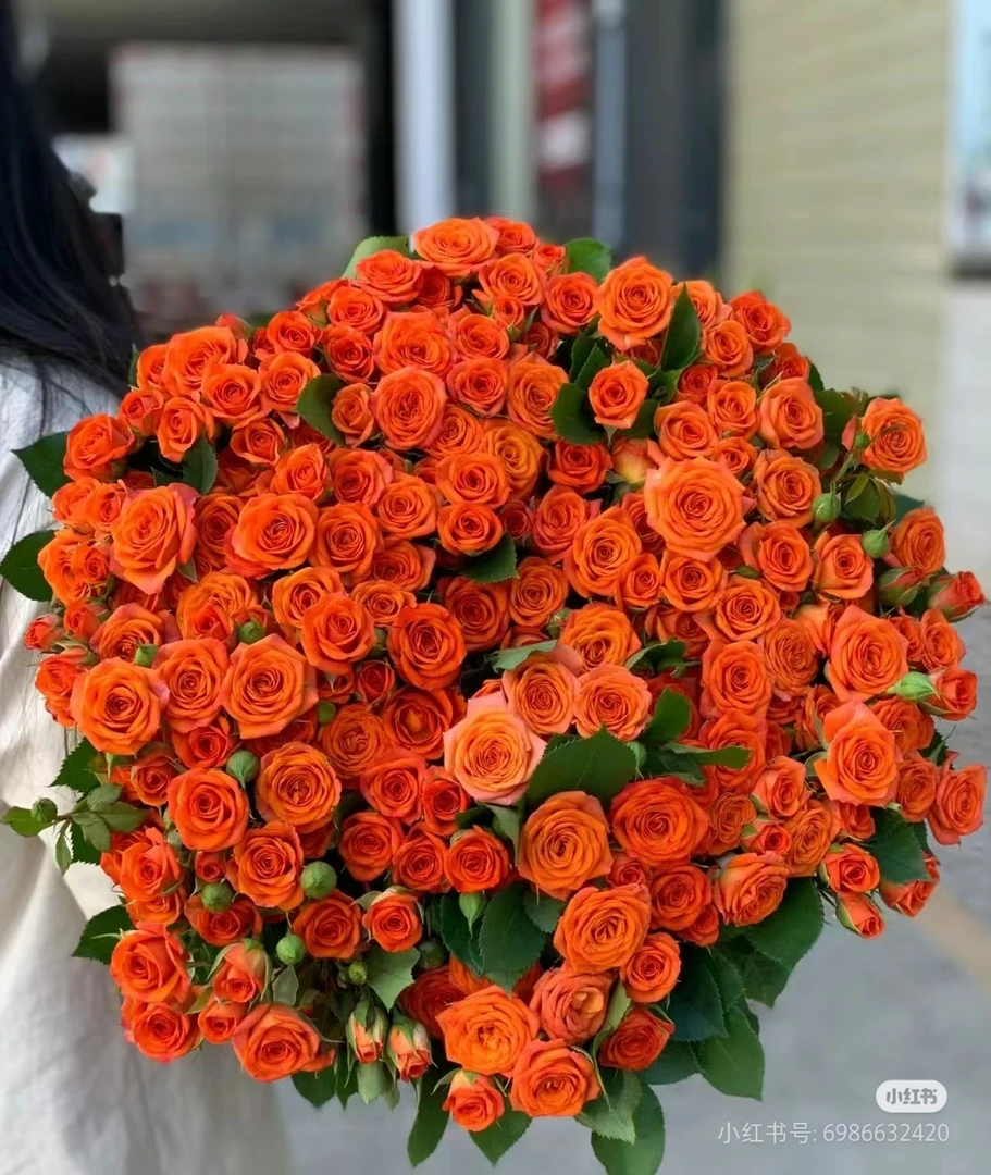 橙色芭比，橙色多头小花切花丰花勤花月季