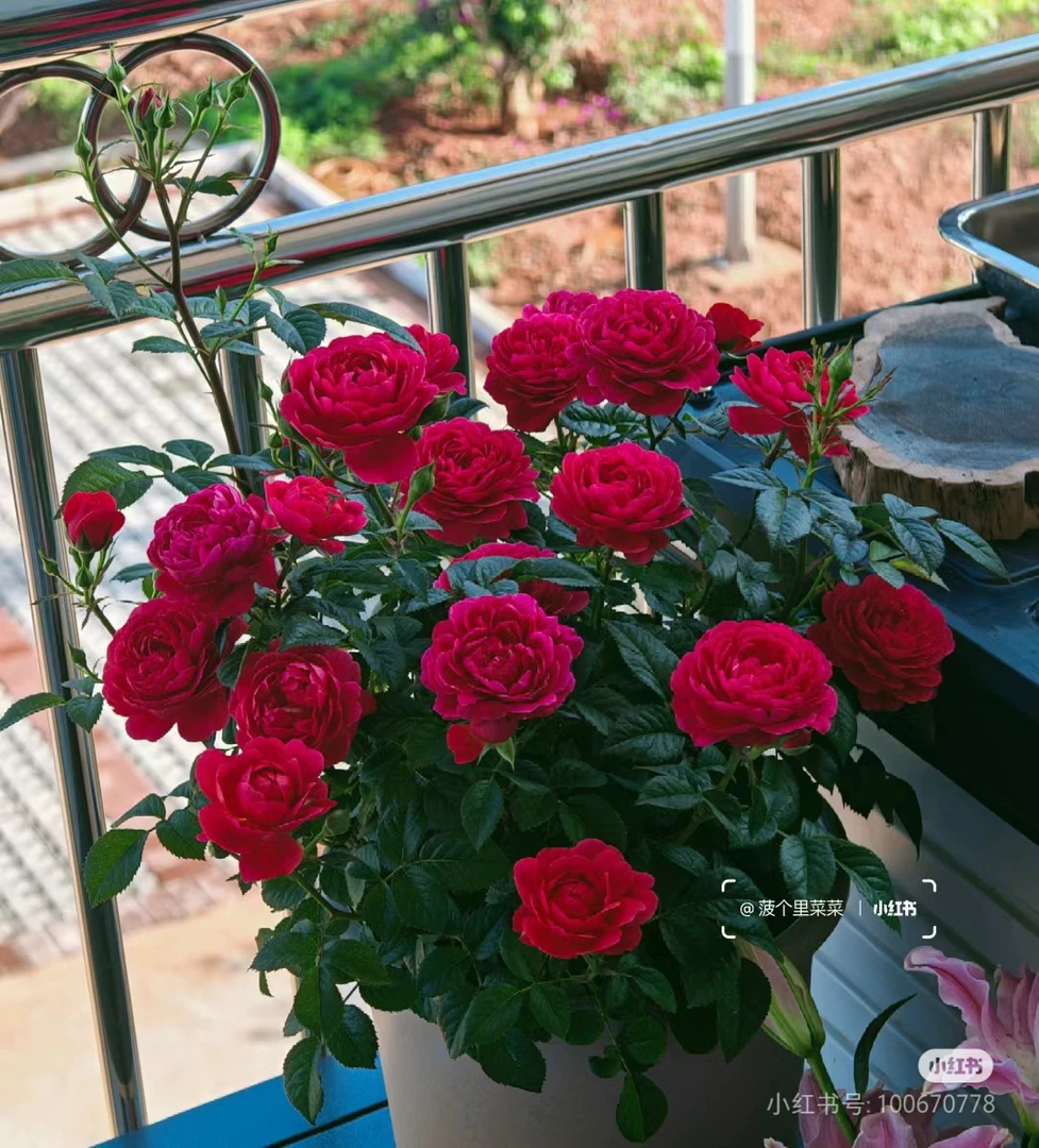 绝色果汁，多头丰花勤花型阳台月季