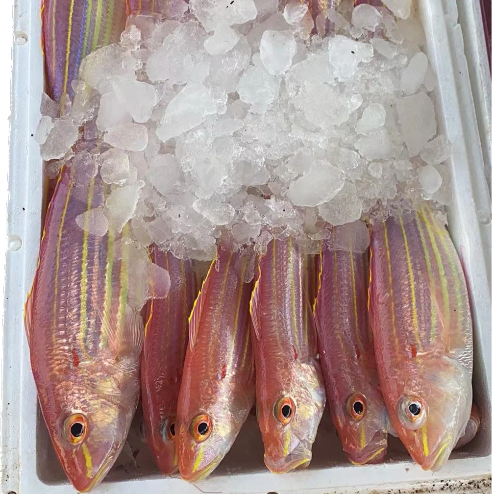 新鲜海钓金线鱼 统一不帮杀