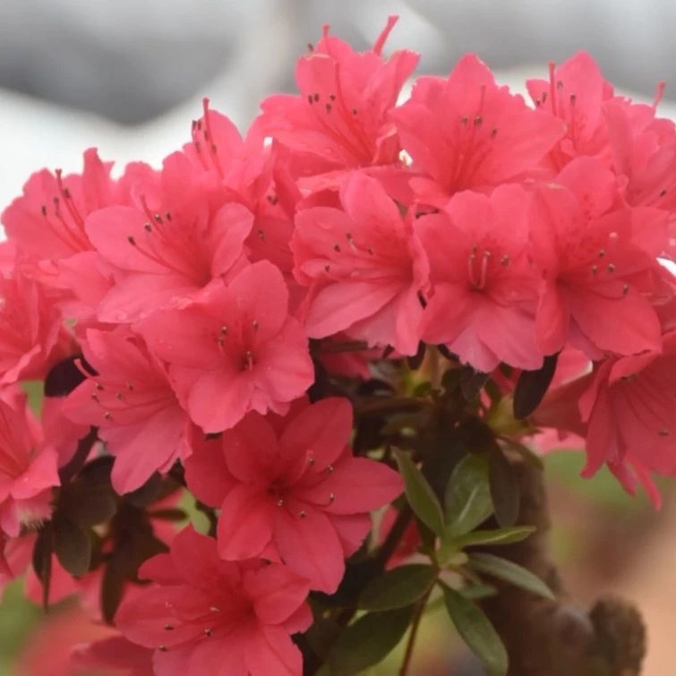 杜鹃盆景（一物一拍）