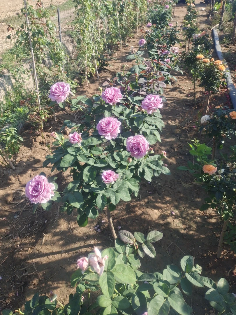 小青杆(单色、双色、三色)