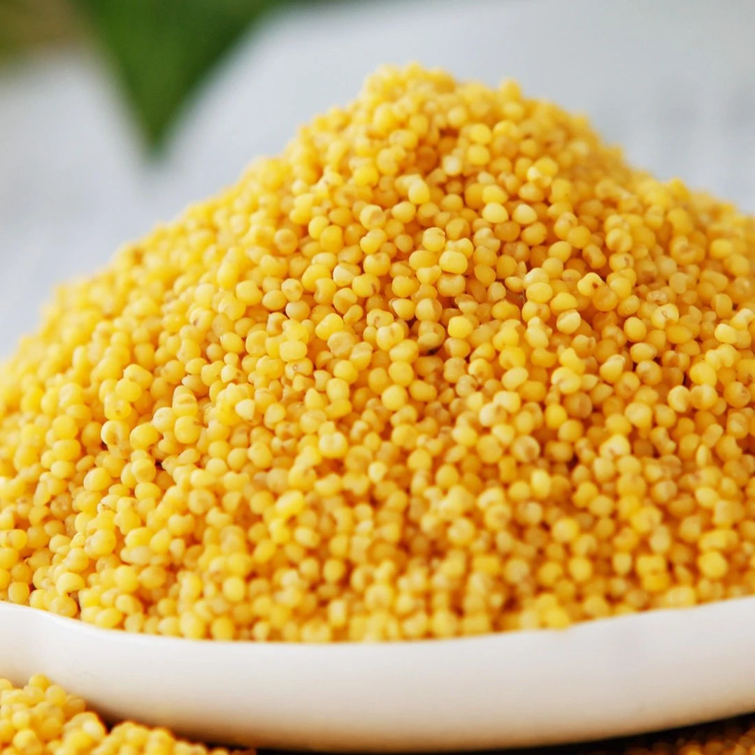 2025敖汉新小米5斤装