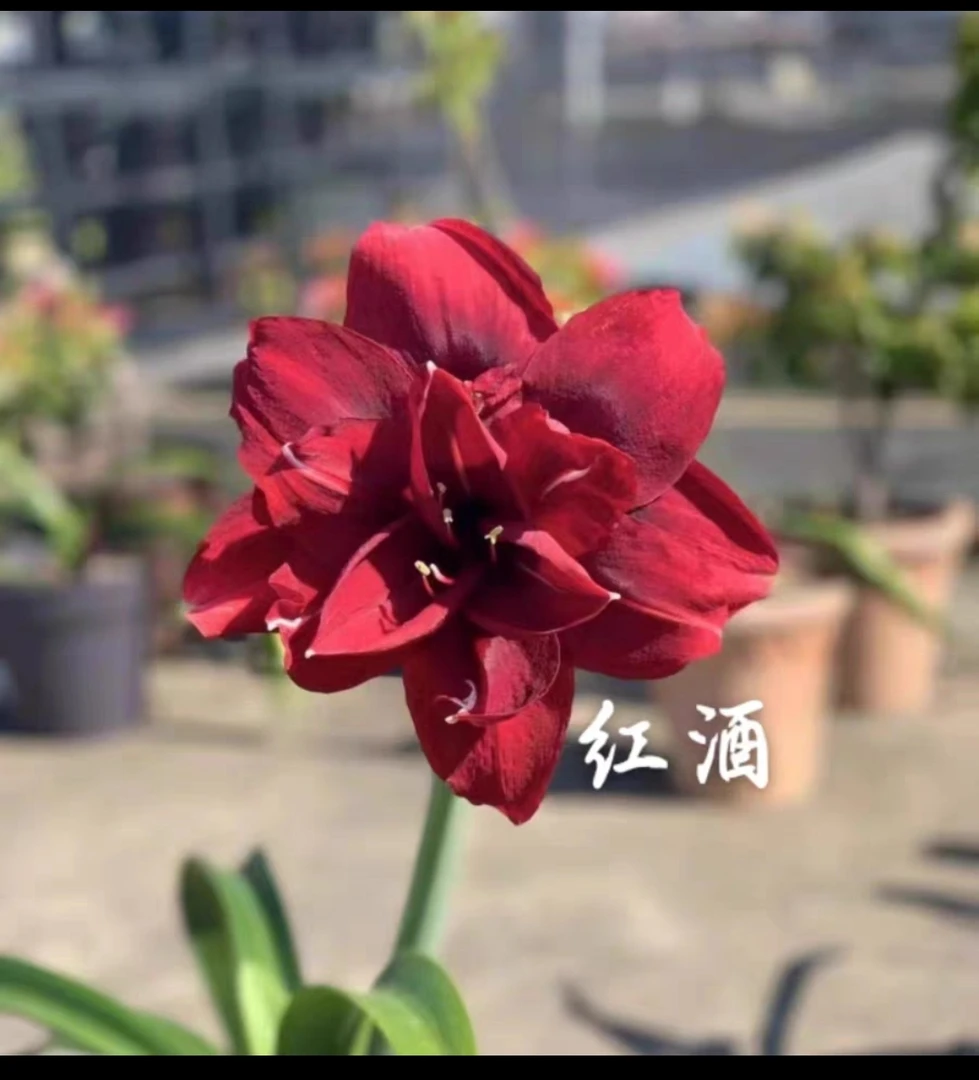 西瓜酒1.5厘米花卉绿植物