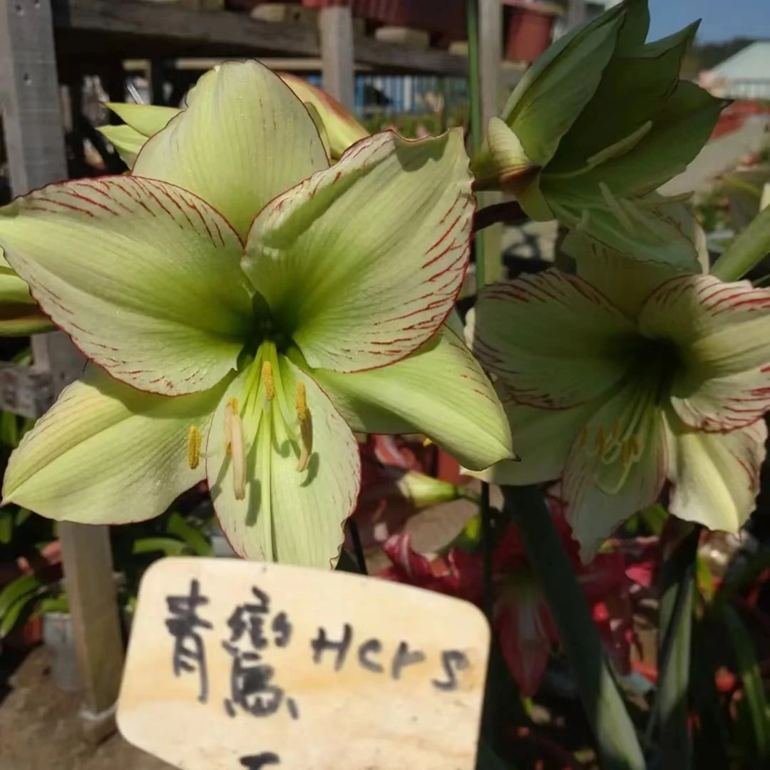 阿黛尔，丽朵，花卉绿植，阳台鲜花
