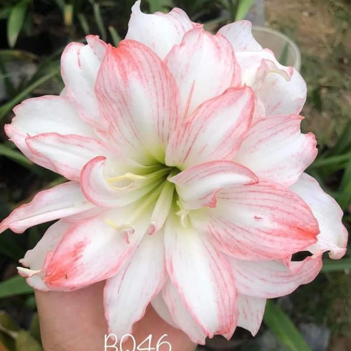 直播间一物一拍专项链接宿舍盆栽阳台鲜花，绿植花卉，包对版包售后