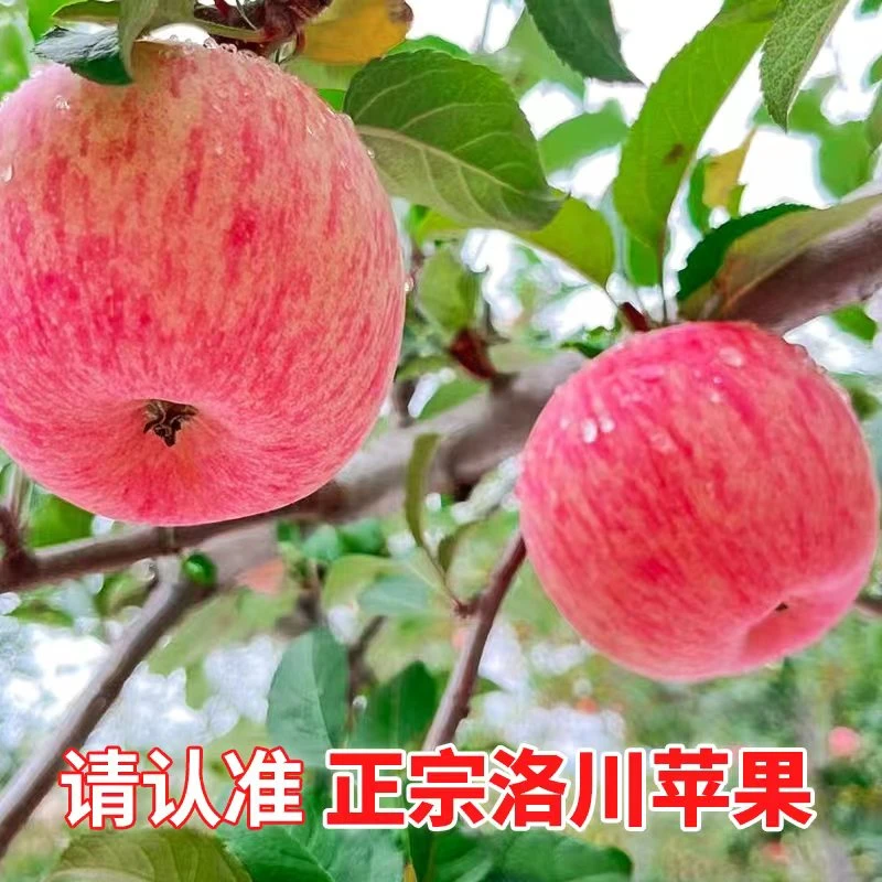 正宗洛川苹果24新果净重4.6斤大果新鲜红富士甜脆水果