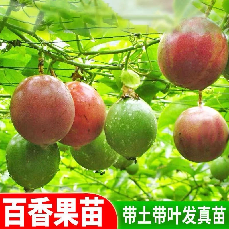 广西台农纯甜黄金百香果嫁接苗四季结果爬藤植物盆栽地栽阳台种植