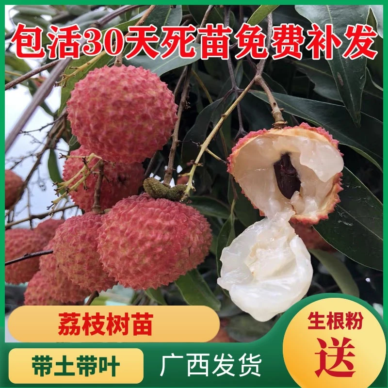 荔枝树苗无核荔枝苗桂味妃子笑荔枝王仙进奉荔枝嫁接苗带土带叶发