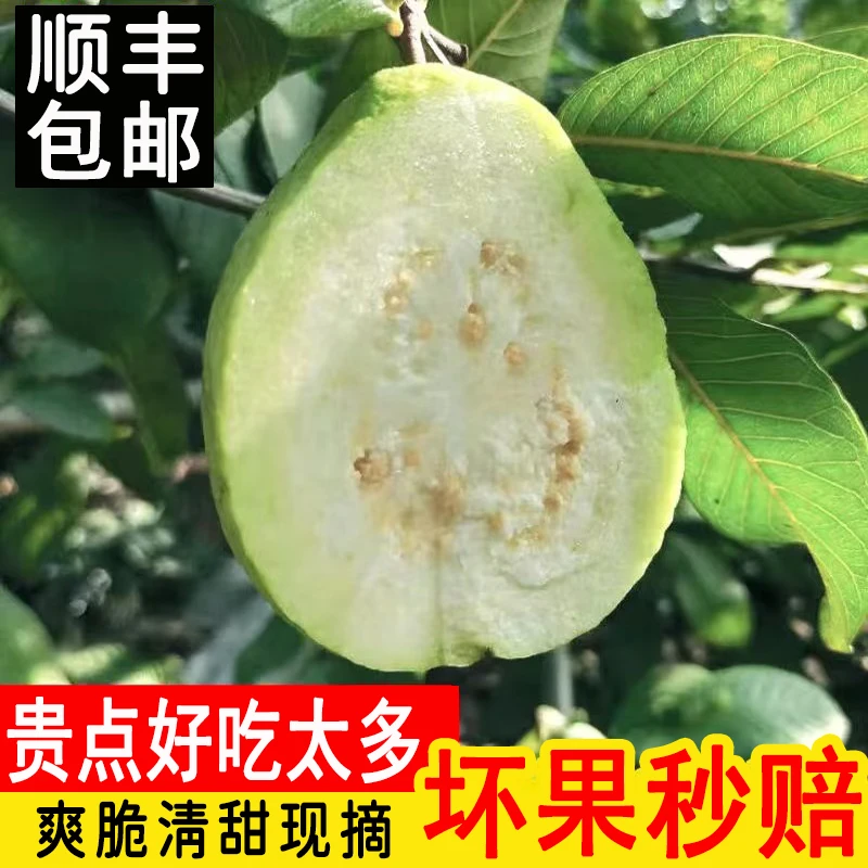 顺丰包邮【送酸梅粉】南沙番石榴果白心芭乐当天新鲜现摘斤水果装