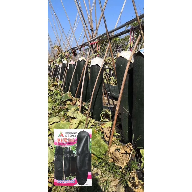 杂交黑皮铁心冬瓜种子澳利塔1848芽率高易授粉快转黑贮运强10克