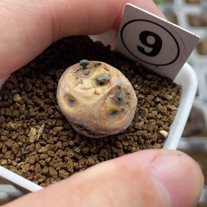 格加厚敦菊，9号……11111111