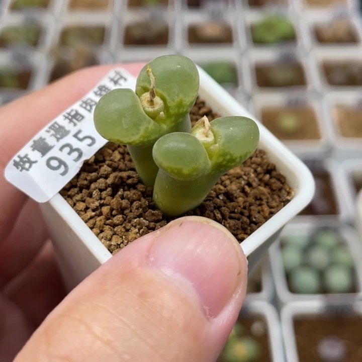 极窗风令，935号……111111111