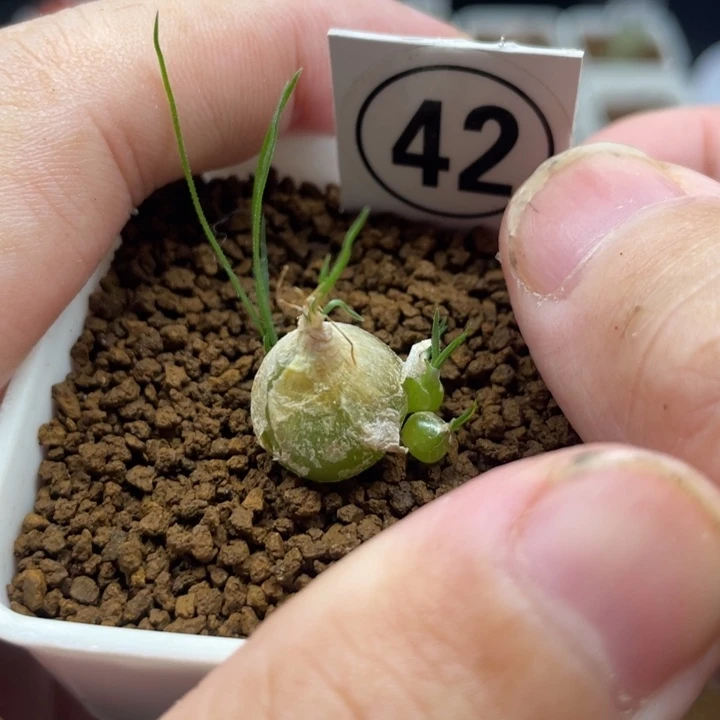 泰迪海葱，42号……1111111