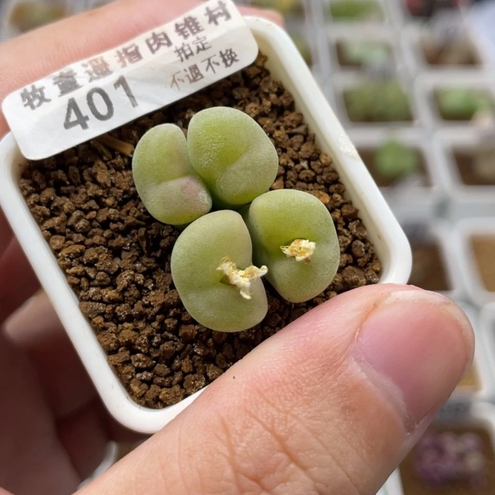 4头空卡佛，401号……1111111