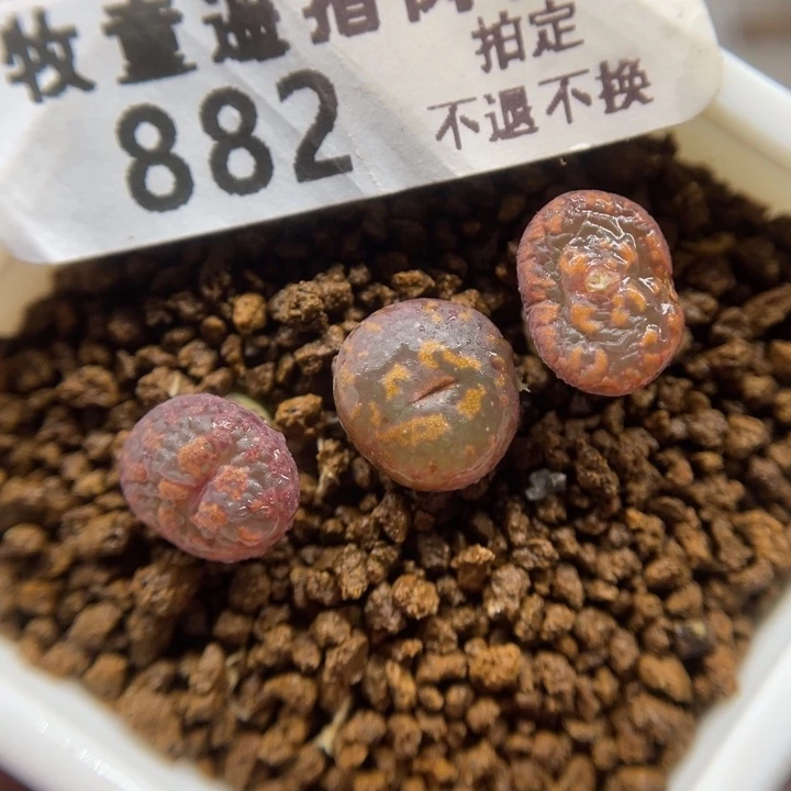 猴脸勋章，882号……111111111