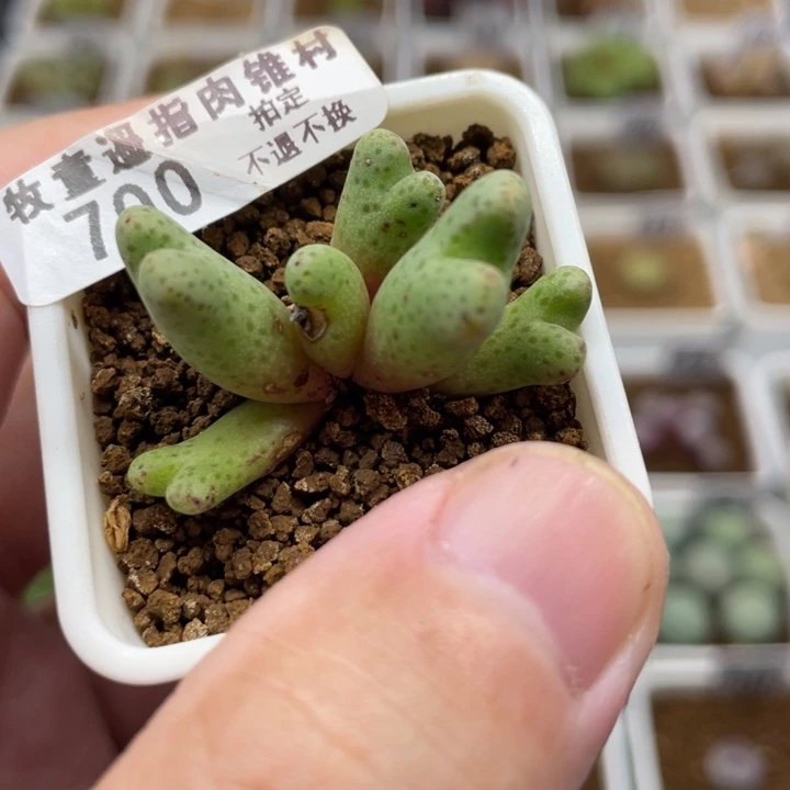 955D班马，700号……11111111