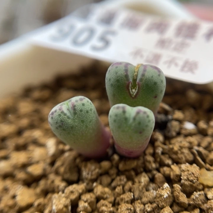 原始班马，905号……1111111