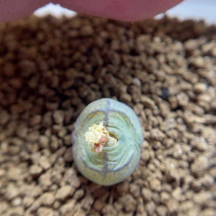 毛杂猴，40号……111111111