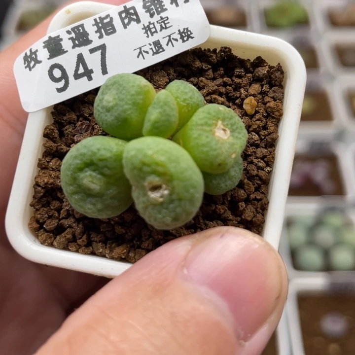 青团7头，947号……1111111