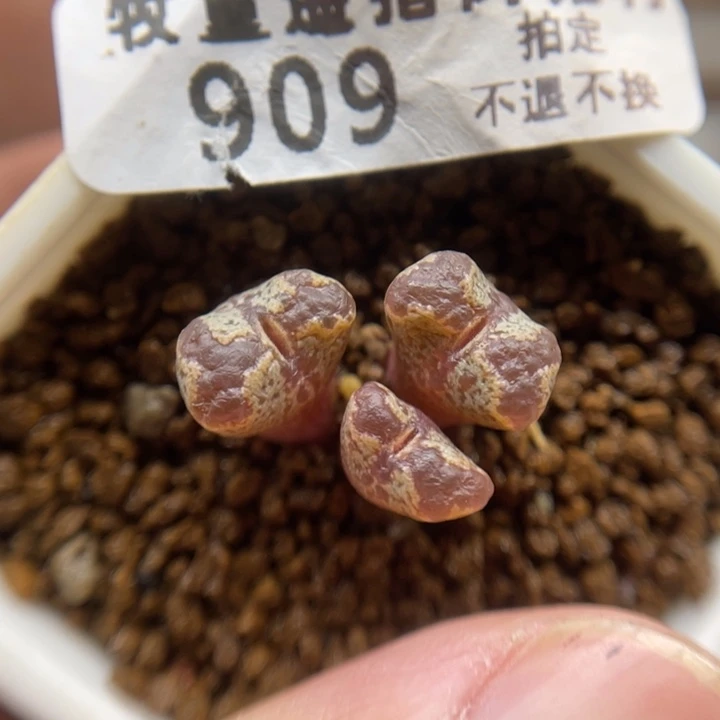 全窗勋章，909号……11111111