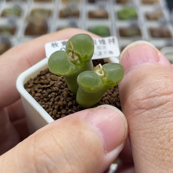 极窗风令，935号……