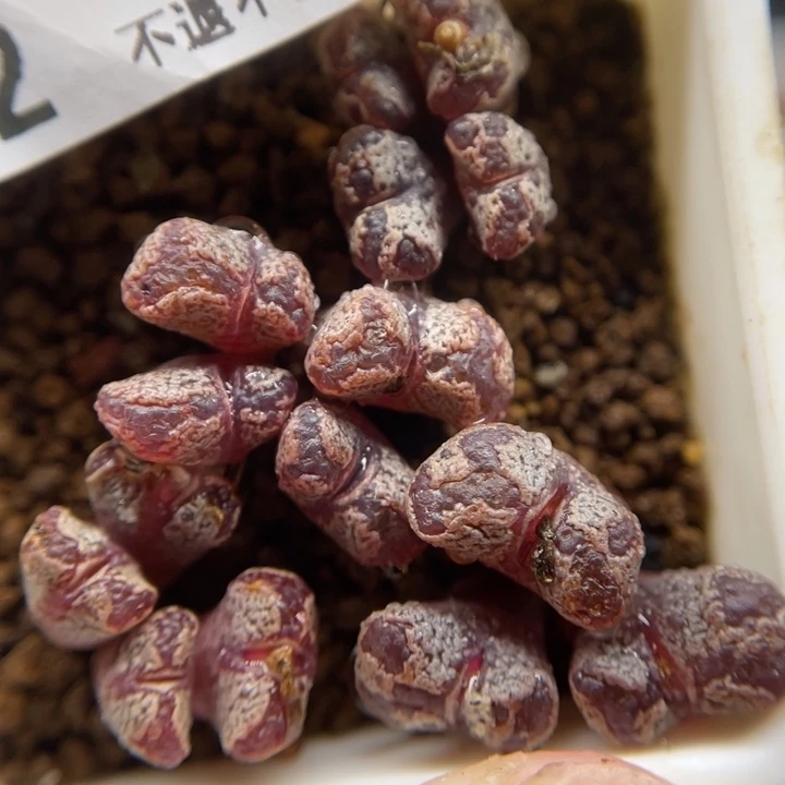 大窗蝴蝶，752号……11111111