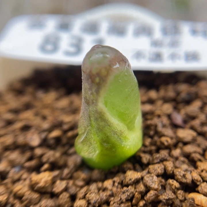 变异风令，831号……131111111