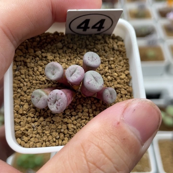 F纽口。44号……111111