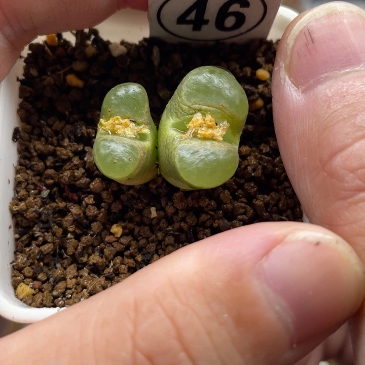 磁铁风令，46号……1111111