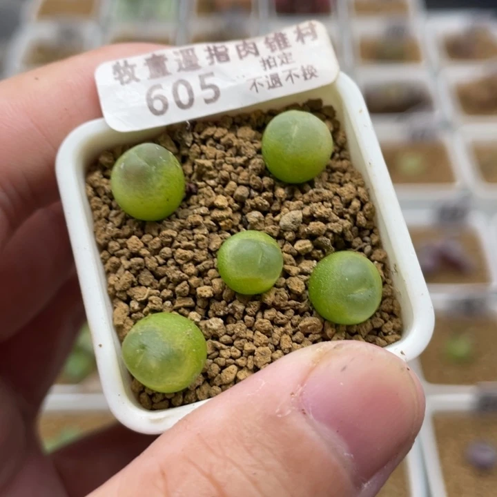 小拉登，605号……111111