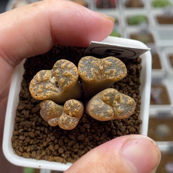 大型黄勋章，5号……1111111111