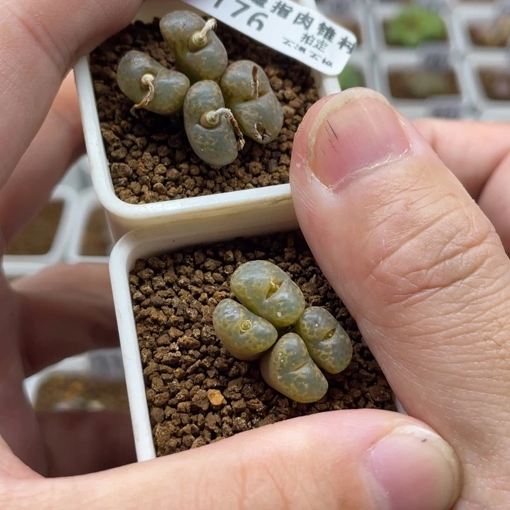 流苏玉，176号……11111111