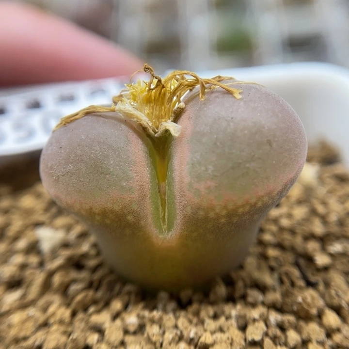 产地C10风铃，650号……1111111