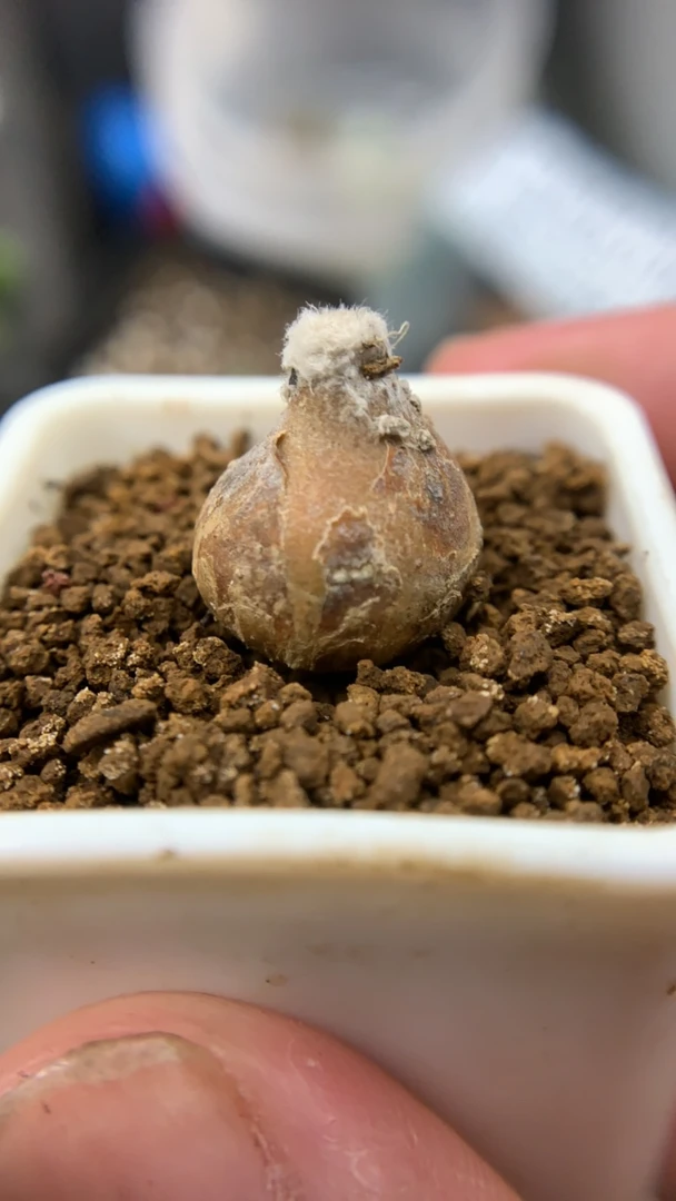 多肉块根恩特美后盾菊，脱土发