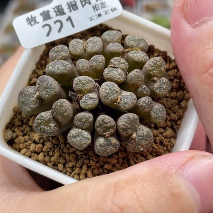 蝴蝶勋章，221号……1111111